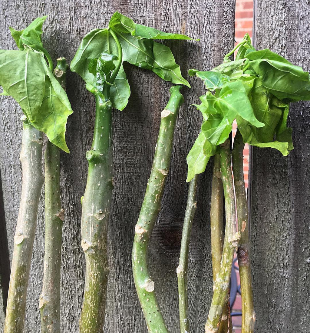 Long chaya stem cuttings with leafy tops leaning against a wooden fence.