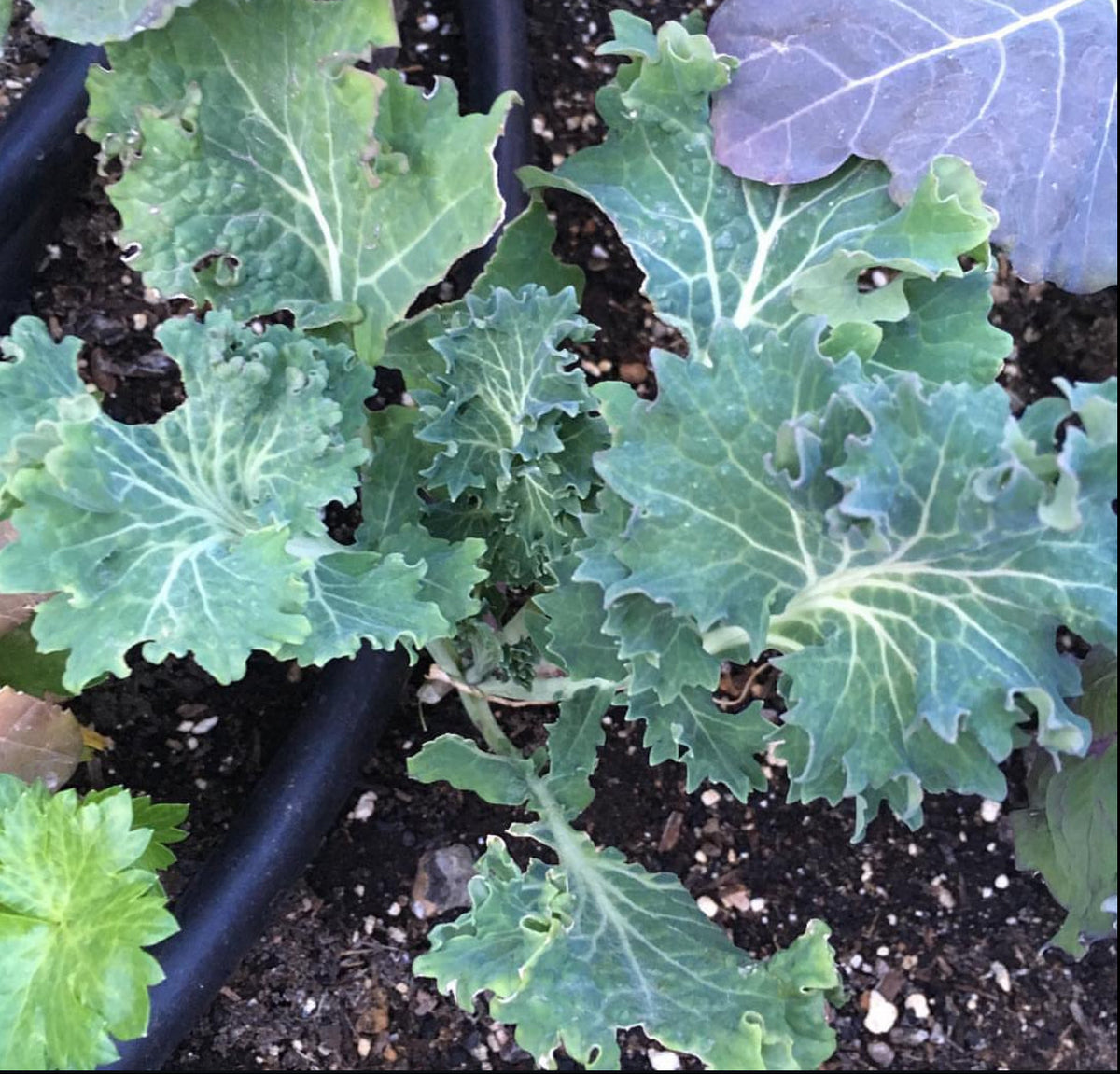White Russian kale with lobed blue-green leaves and pale veins — from BlackOwnedSeeds.com.