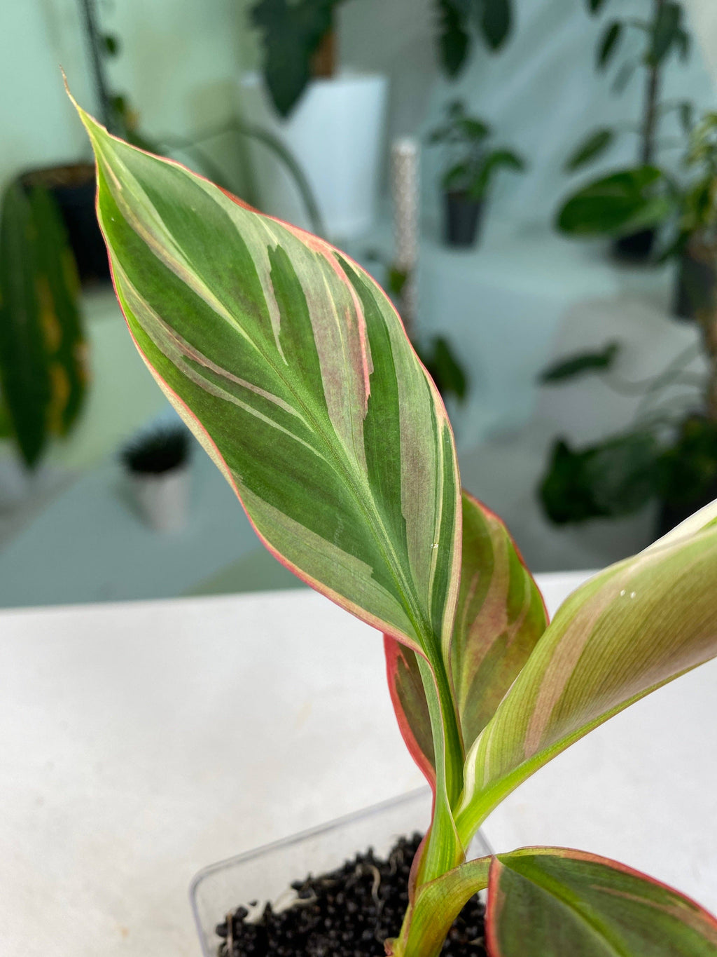 A young variegated banana plant with green, cream, and pink-striped leaves.
