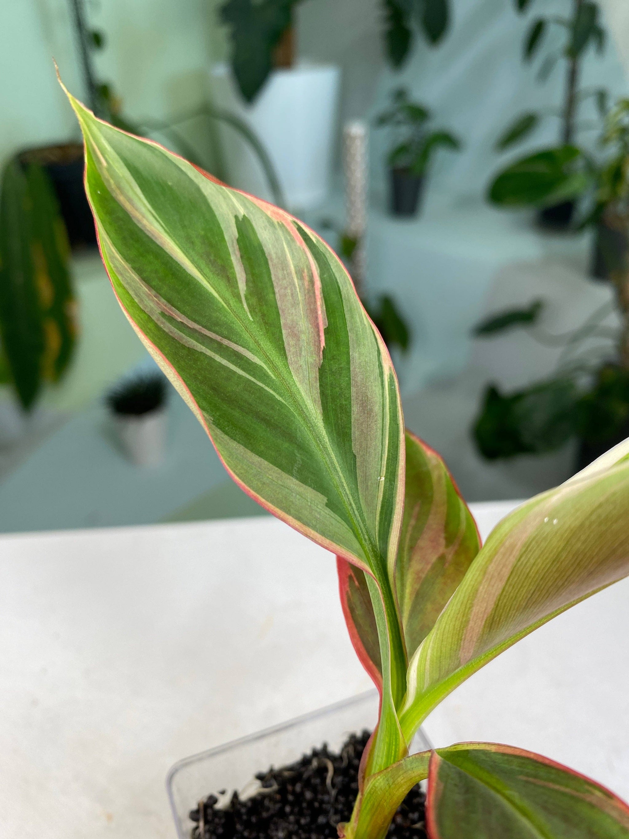 Banana Pink Musa 