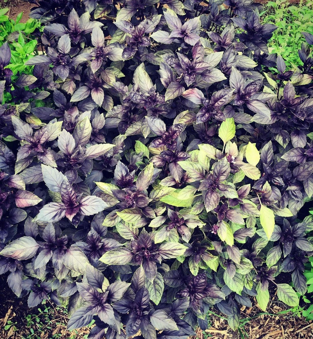 A dense bed of purple and green basil leaves.
