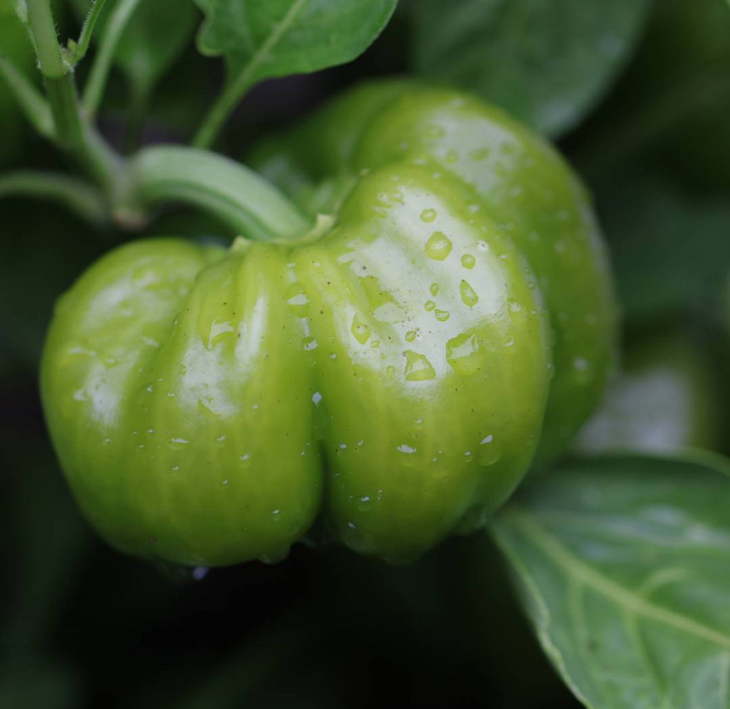 Sweet California Wonder 300 TMR Bell Pepper Seeds - Plant and Heal