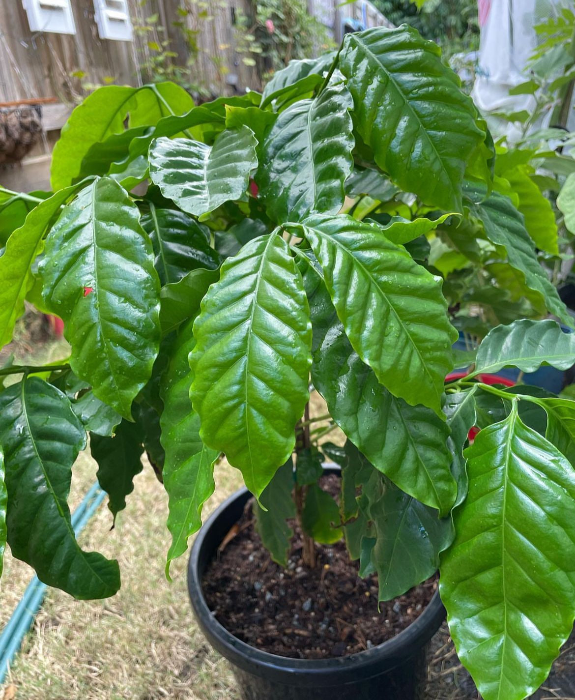 A coffee plant with broad glossy leaves in a black nursery pot.