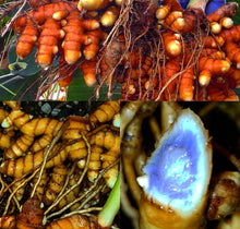 Load image into Gallery viewer, Hawaiian Red Turmeric Live Plant - Plant and Heal
