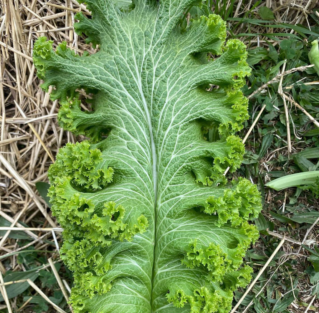 A single broad mustard leaf with pale branching veins and frilled edges.