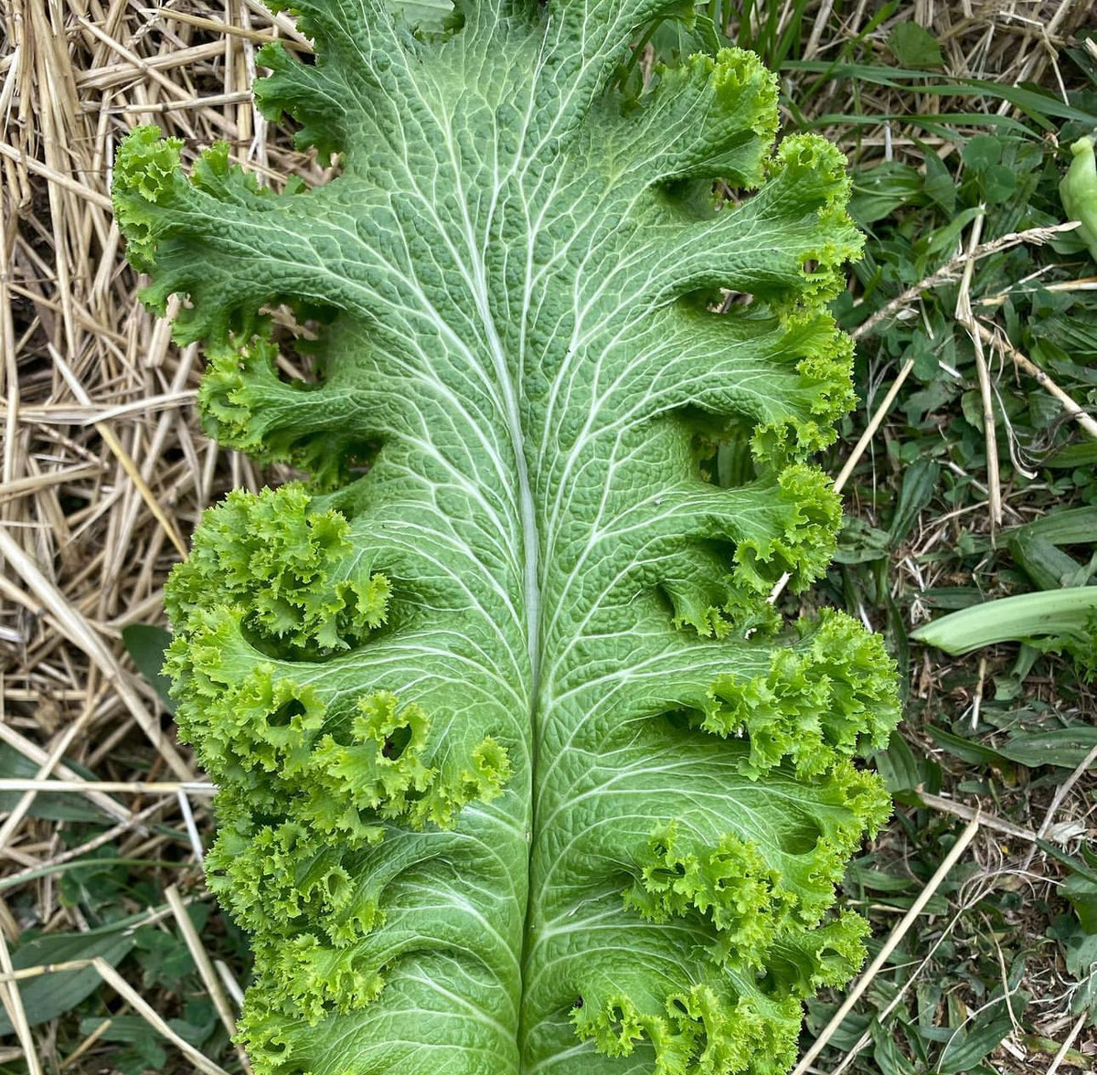 A single broad mustard leaf with pale branching veins and frilled edges.