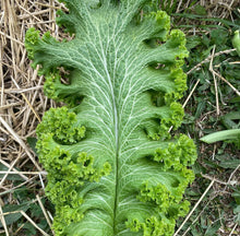 Load image into Gallery viewer, Curly Mustard Seeds - Plant and Heal
