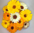 Yellow, orange, and cream calendula flowers spread across a pale background — from BlackOwnedSeeds.com.
