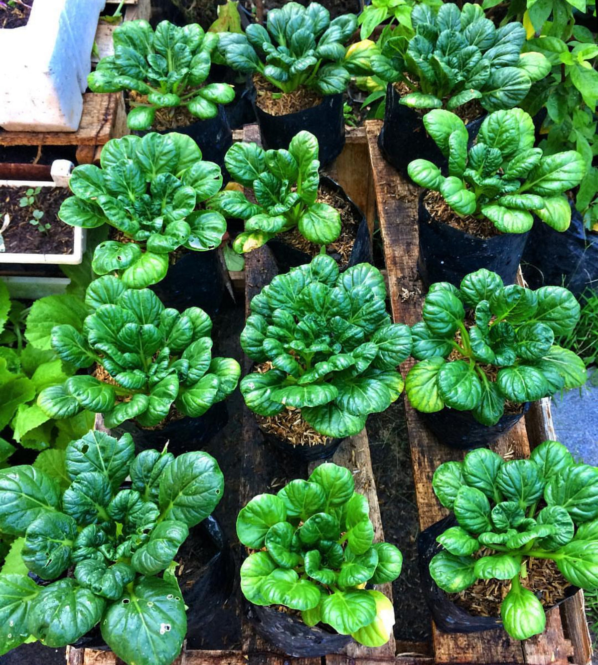 Rows of dark green tatsoi rosettes growing in containers.