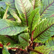 Green sorrel leaves with a network of dark red veins.