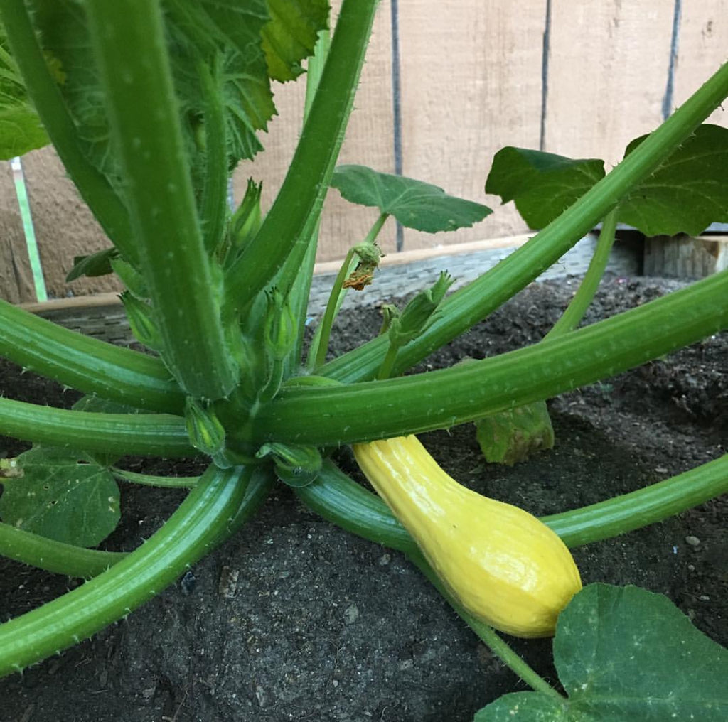 A young yellow straightneck squash growing at the base of a leafy plant.
