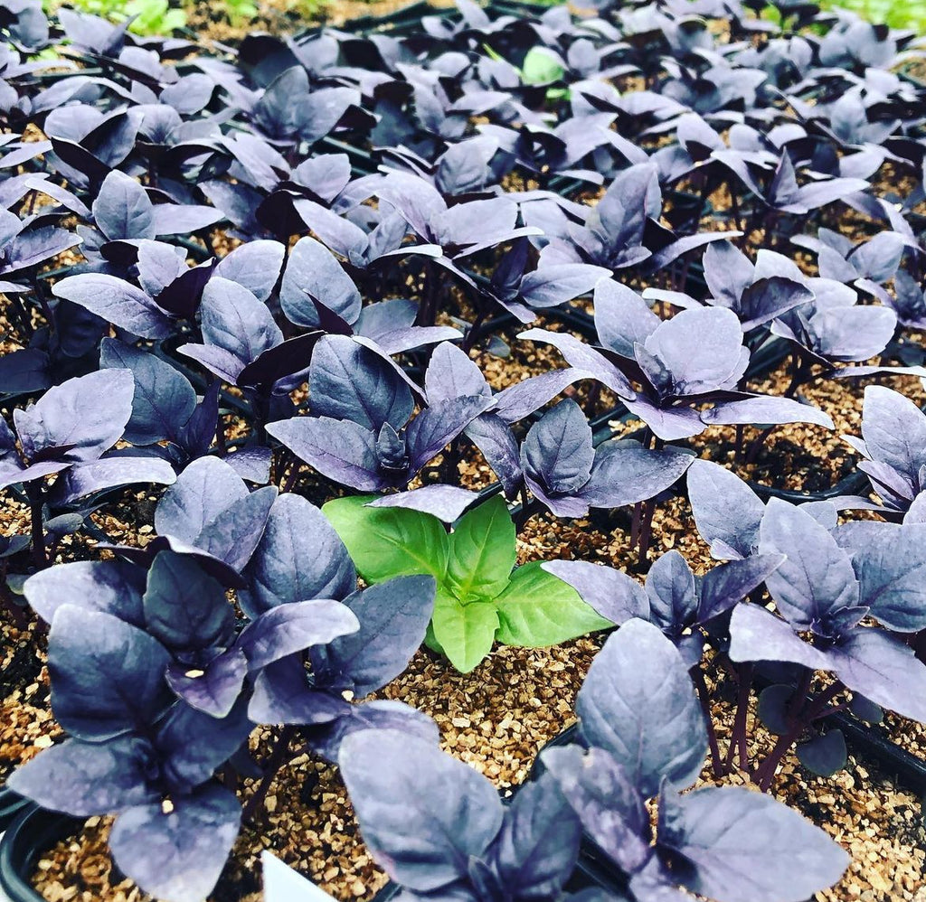 Young purple basil seedlings in a nursery tray.