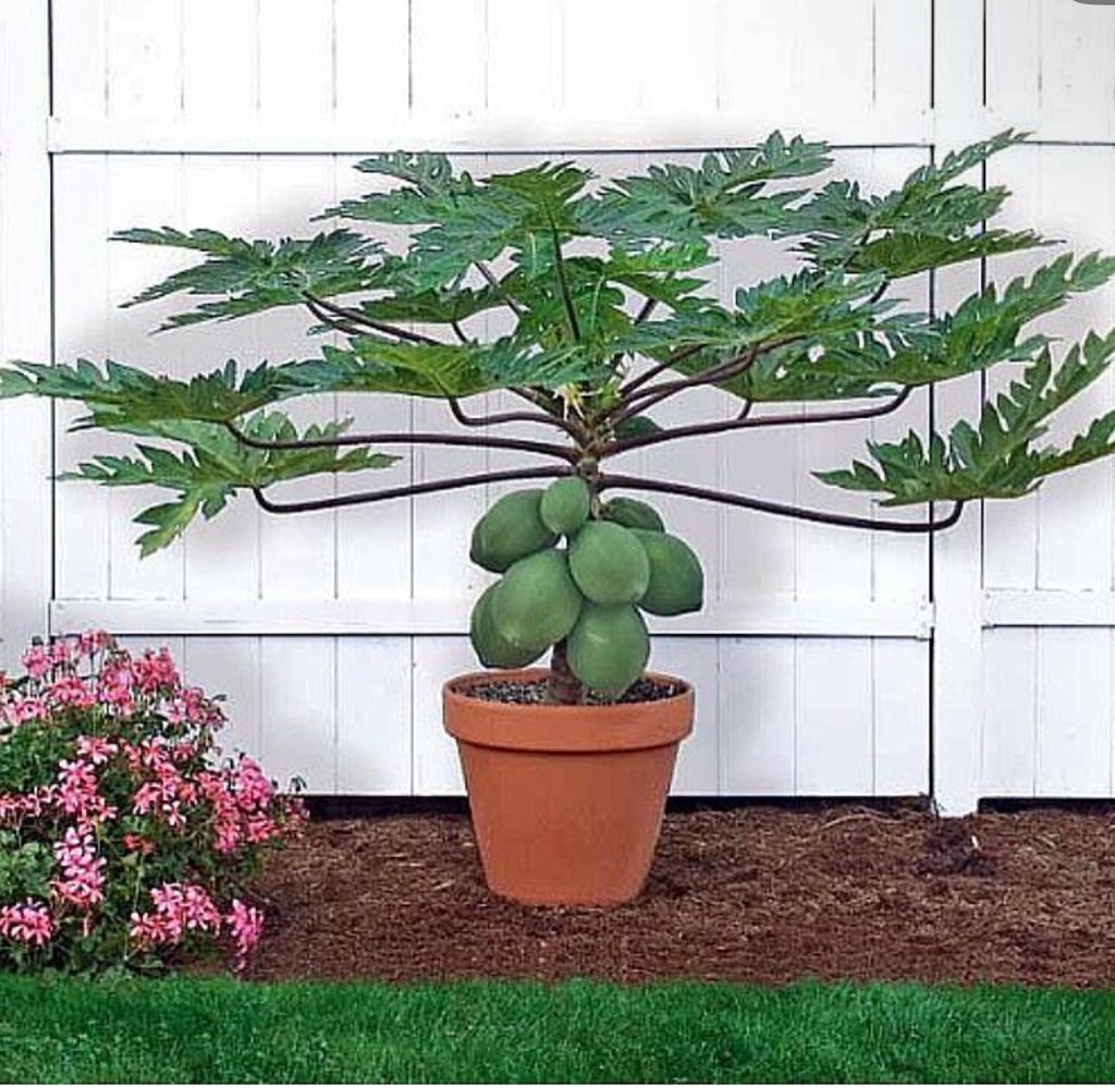 A compact papaya tree bearing green fruit in a terracotta pot beside a white fence.