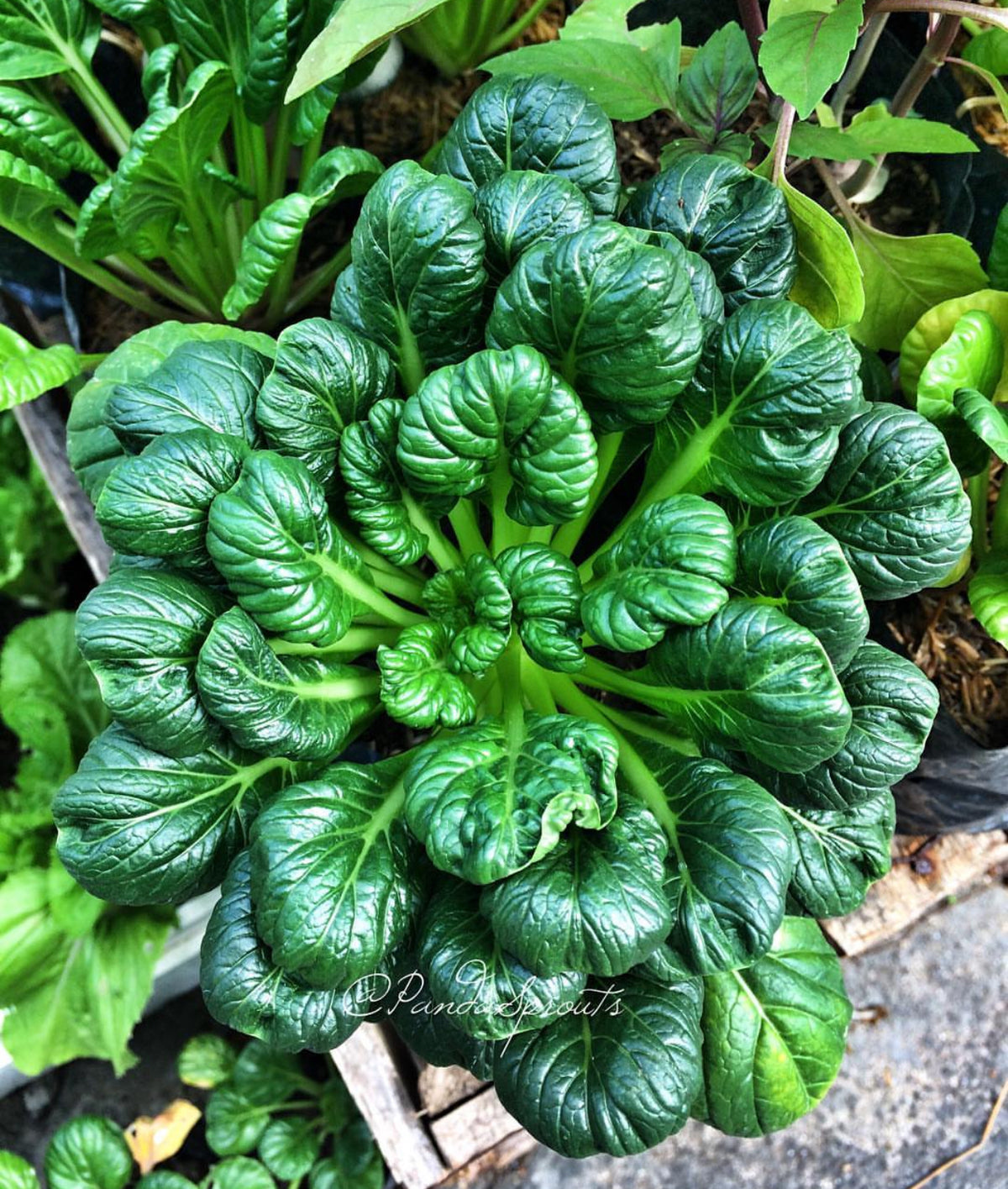Tatsoi Black Knight mustard forming a dense rosette of glossy dark green leaves — from BlackOwnedSeeds.com.