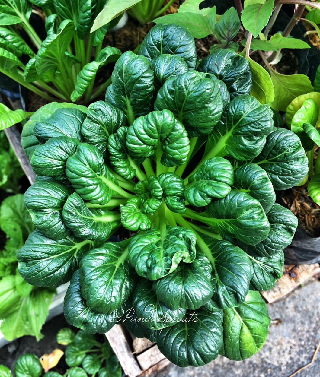 Tatsoi Black Knight Mustard Seeds - Plant and Heal