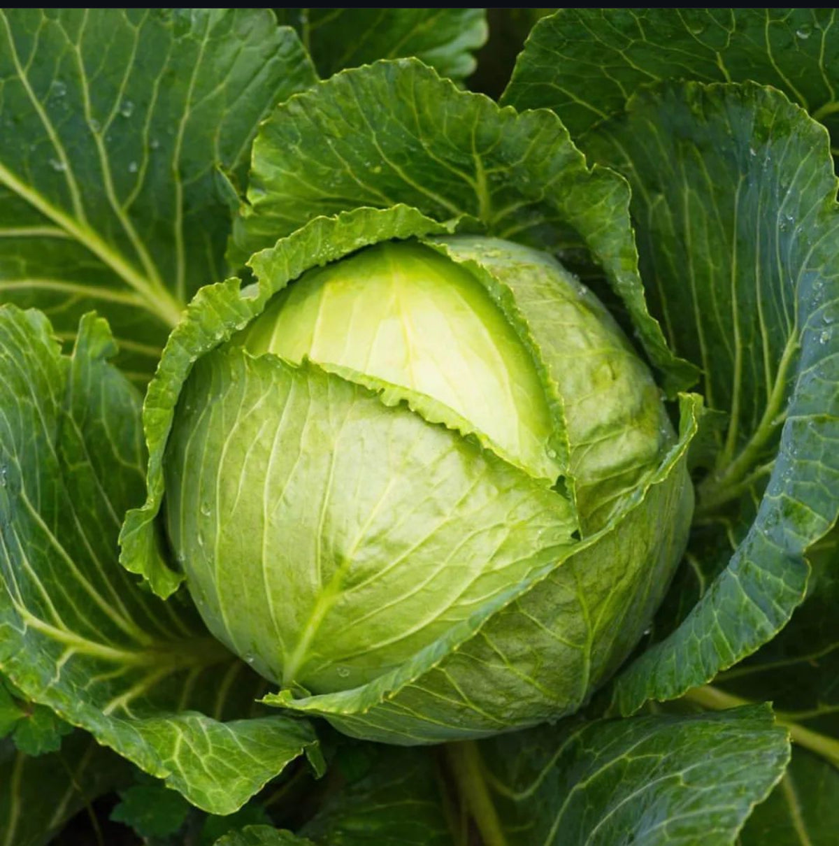 A round Green Express cabbage head surrounded by broad green leaves — from BlackOwnedSeeds.com.