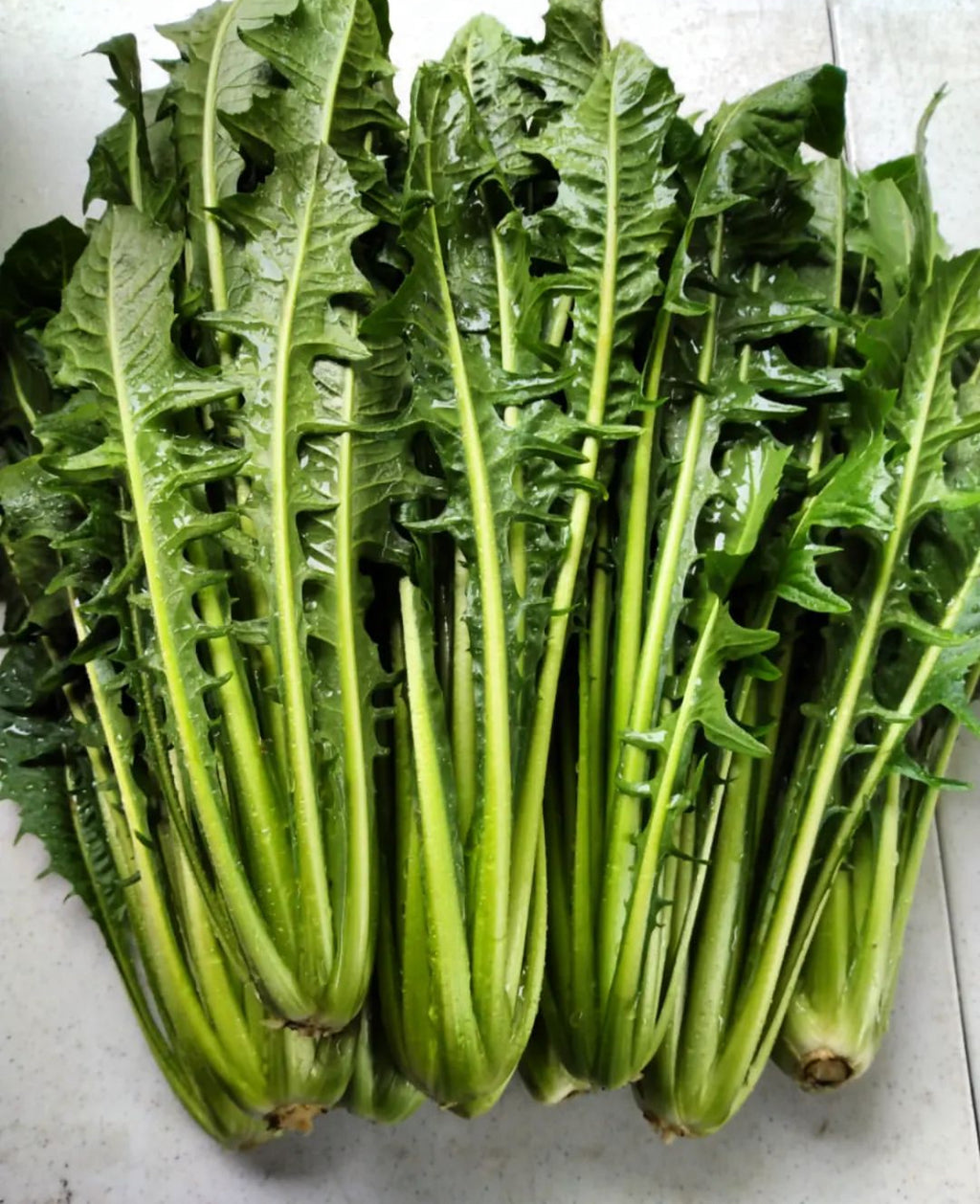 Harvested greens with long pale stems and deeply cut leaves arranged on white.