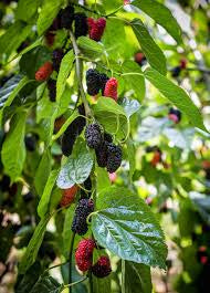 Dark ripe mulberries and red unripe berries hanging among green leaves.