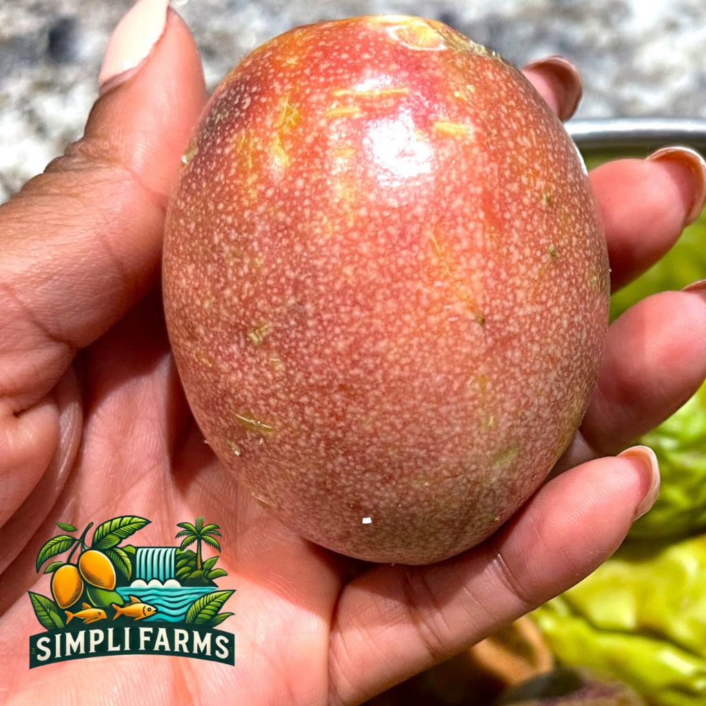 A hand holding an oval pink-red passion fruit — from BlackOwnedSeeds.com.