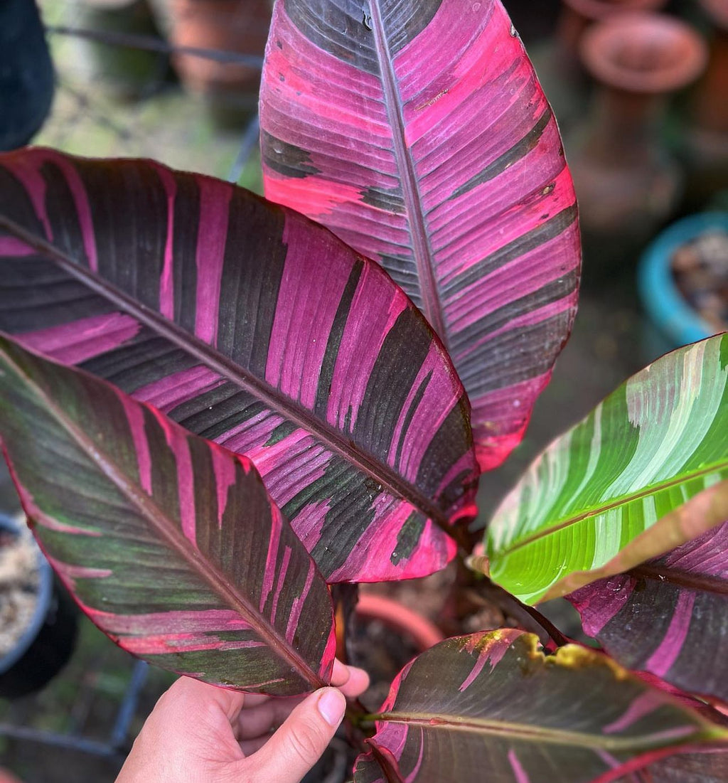A hand holding a banana leaf striped vivid pink and dark green.