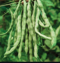 A hanging bunch of long green Kentucky Wonder bean pods — from BlackOwnedSeeds.com.