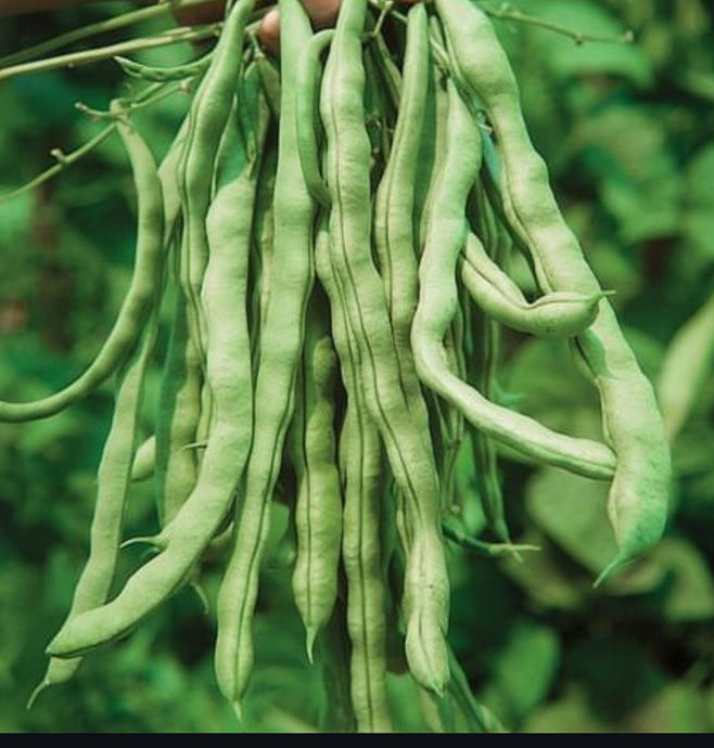 Kentucky Wonder Pole Bean Seeds - Plant and Heal