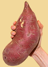Load image into Gallery viewer, All White Mix Combo* Sweet Potato - 6 Slips (CERTIFIED USDA ORGANIC)
