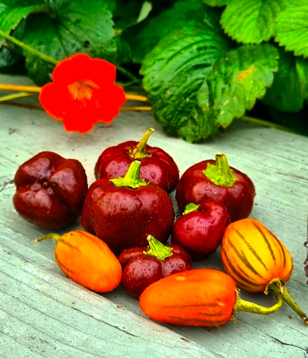 Small chocolate-colored bell peppers beside orange peppers and a red flower — from BlackOwnedSeeds.com.
