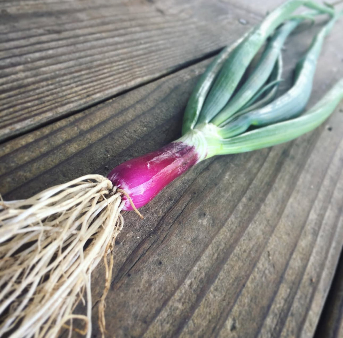 A single pink-purple bunching onion with white roots on weathered wood.