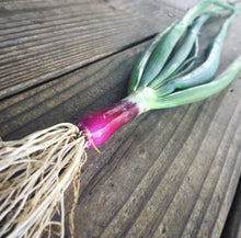 Load image into Gallery viewer, Crimson Forest Bunching Onion Heirloom Seeds
