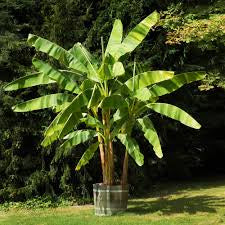 A leafy banana plant growing in a large barrel planter on a lawn.