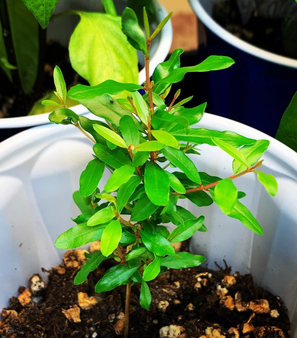 A small pomegranate plant with bright green leaves in a white container.