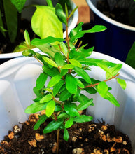 Cargar imagen en el visor de la galería, Red Russian Dwarf Pomegranate Live Fruit Tree - Plant and Heal
