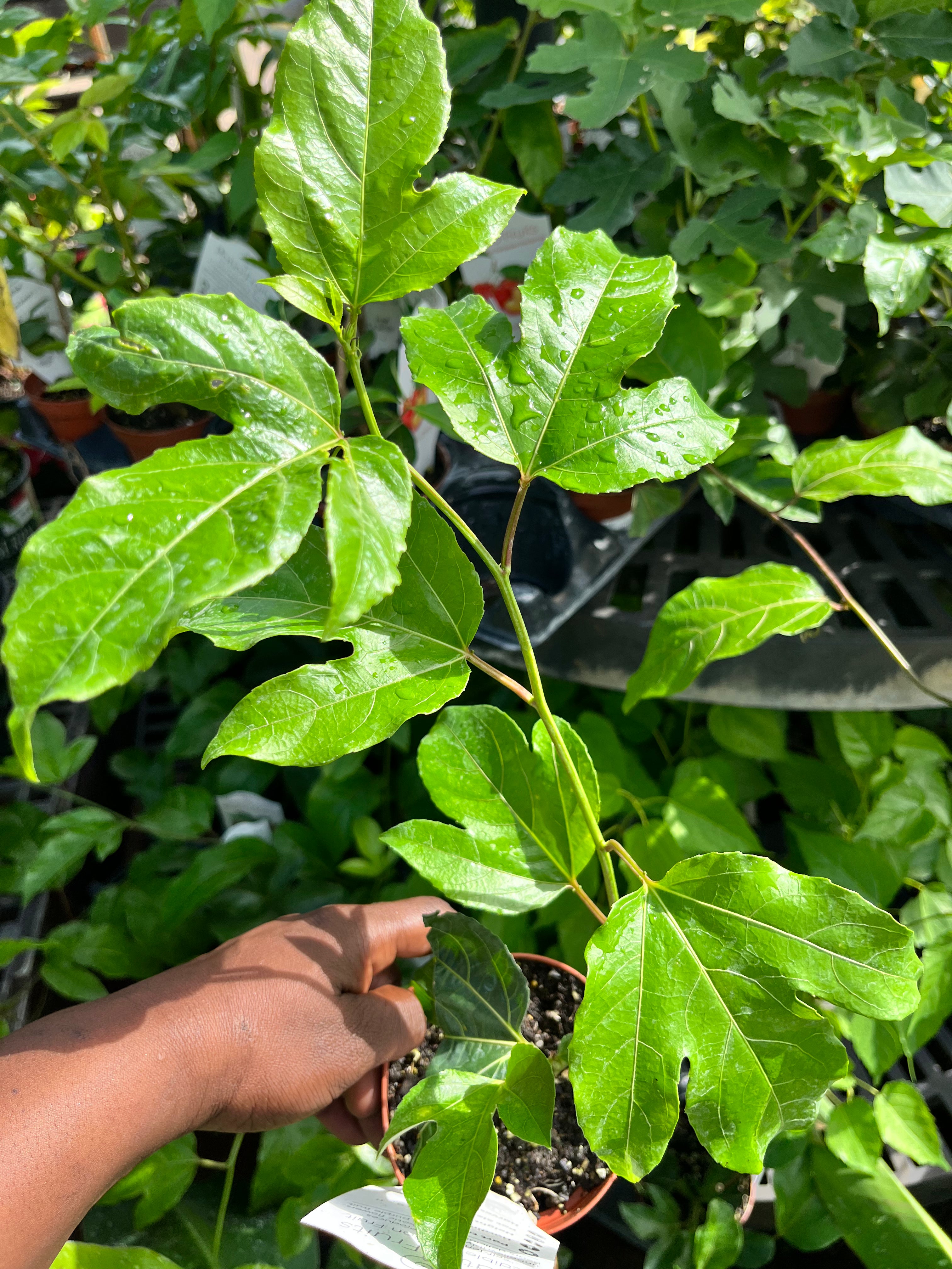 A hand supporting a leafy passion fruit vine.