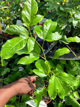 Load image into Gallery viewer, Possum Purple Passionflower - Plant and Heal
