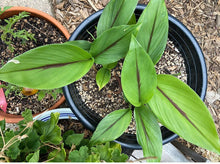 Load image into Gallery viewer, Black Turmeric Live Plant - Plant and Heal
