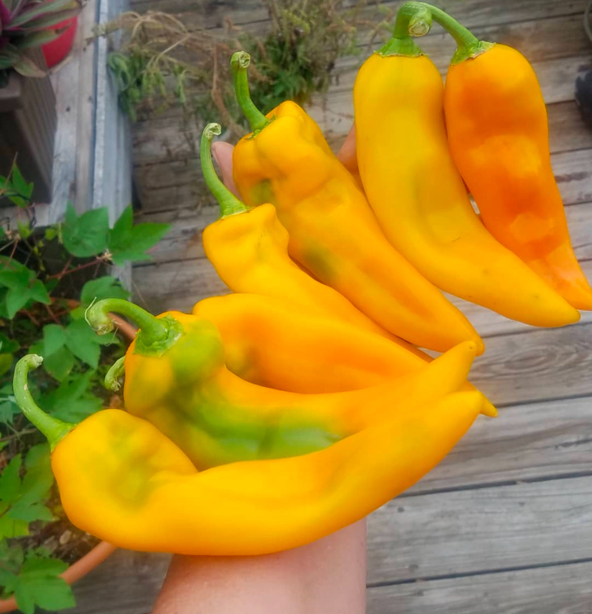 A hand holding several long golden-yellow Gold Treasure peppers — from BlackOwnedSeeds.com.