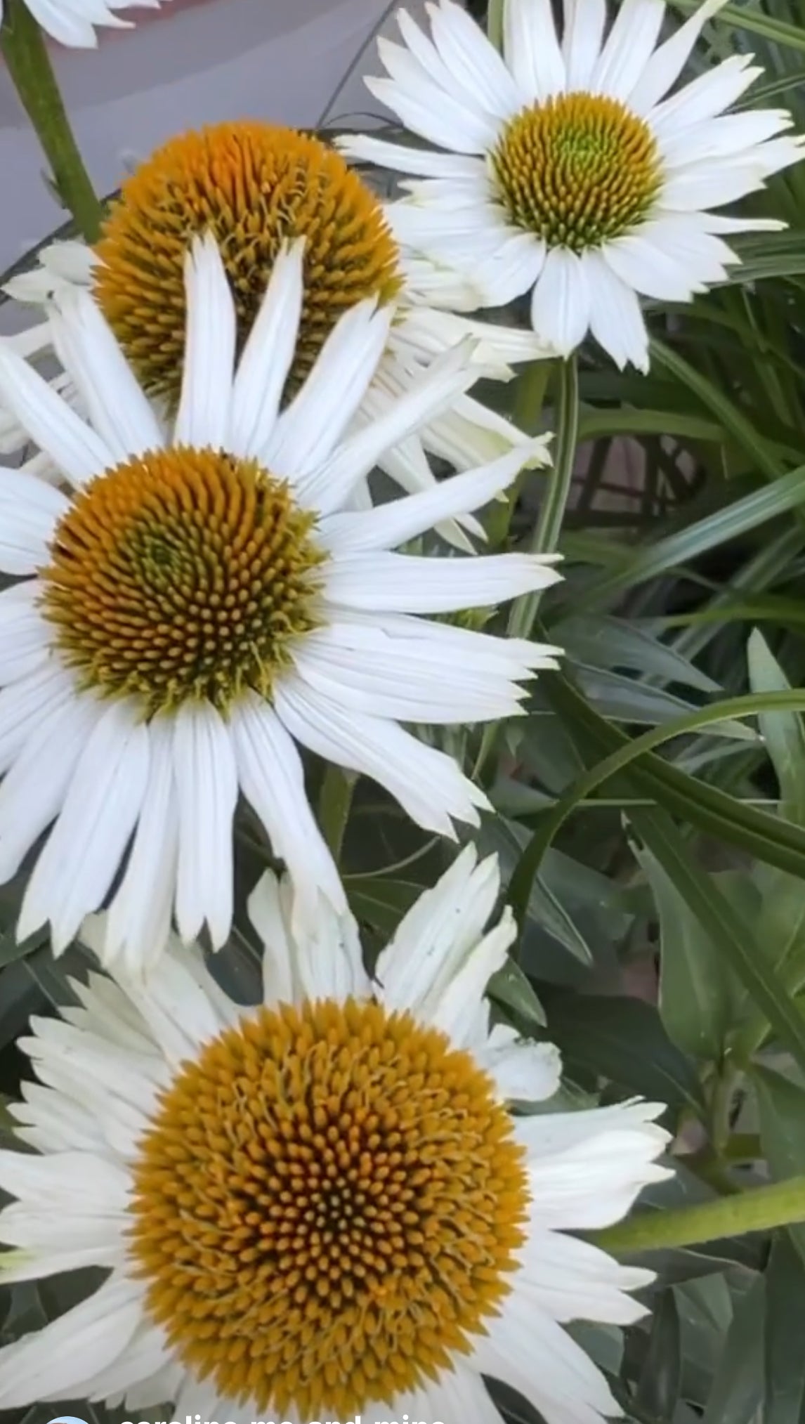 RHS Echinacea White Swan Flower Seeds