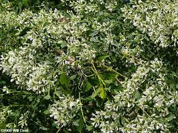 manglier plant seeds Manglier Half Pound