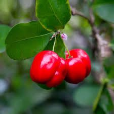 Two glossy red Barbados cherries hanging beneath green leaves.