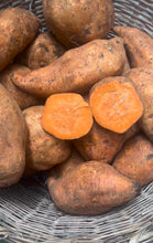 Load image into Gallery viewer, All Orange Mix Sweet Potato - 12 Slips (CERTIFIED USDA ORGANIC)
