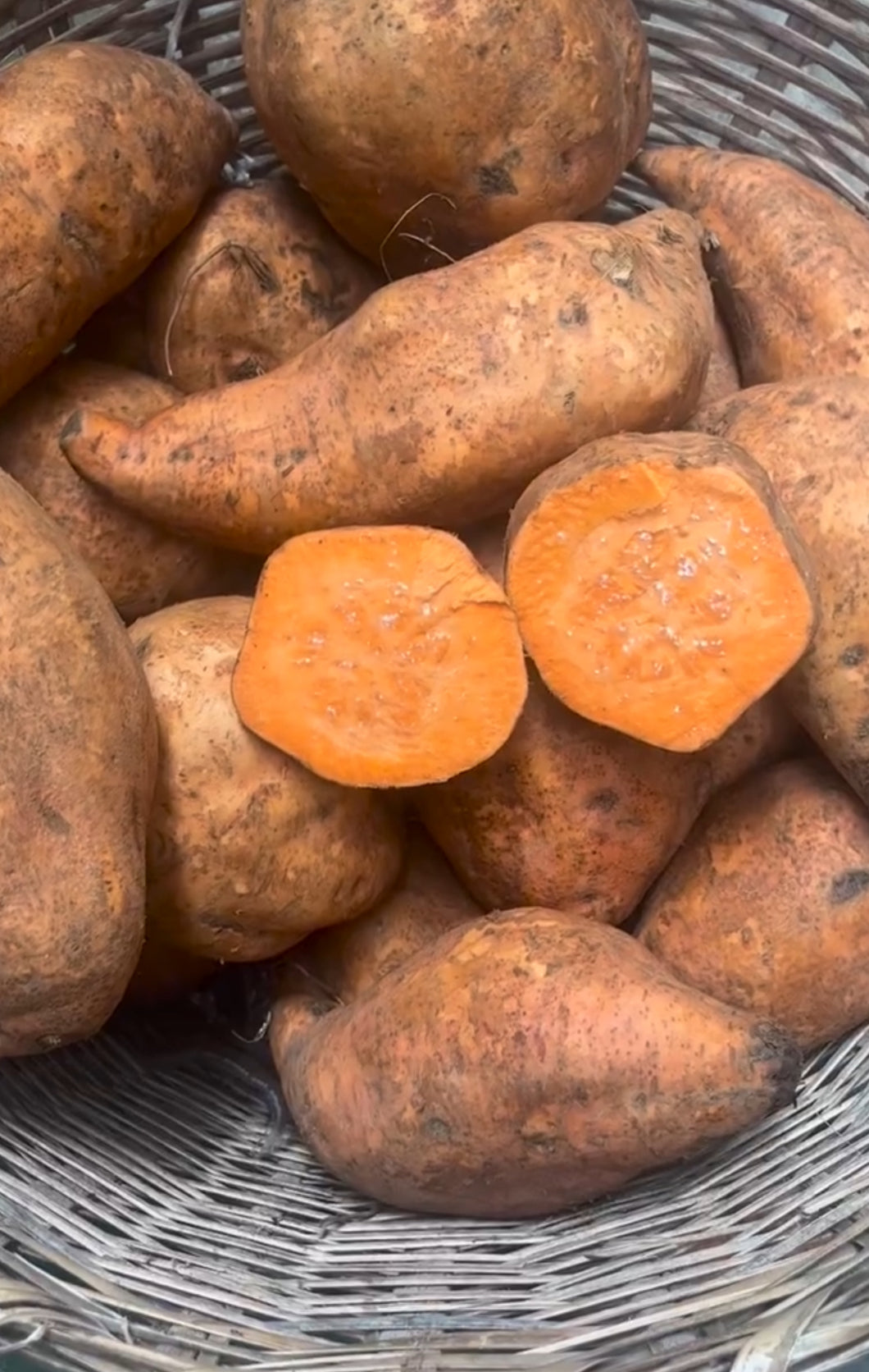 All Orange Mix Sweet Potato - 12 Slips (CERTIFIED USDA ORGANIC)