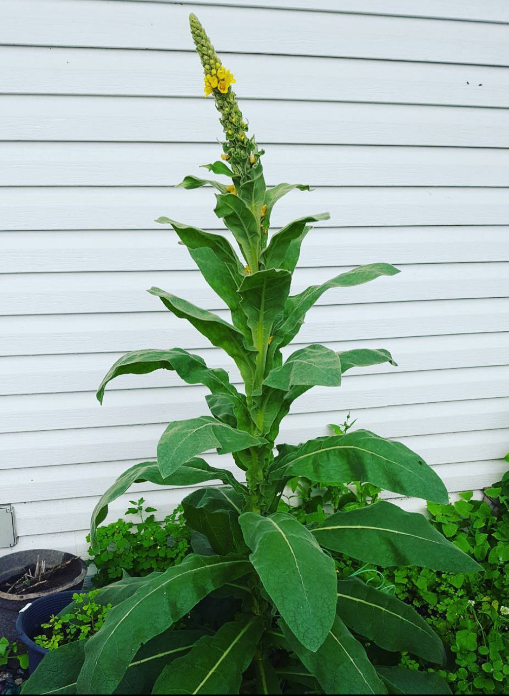 Mullein Seeds – Plant and Heal Co