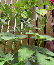 Cargar imagen en el visor de la galería, Perkins Long Pod Okra Seeds - Plant and Heal
