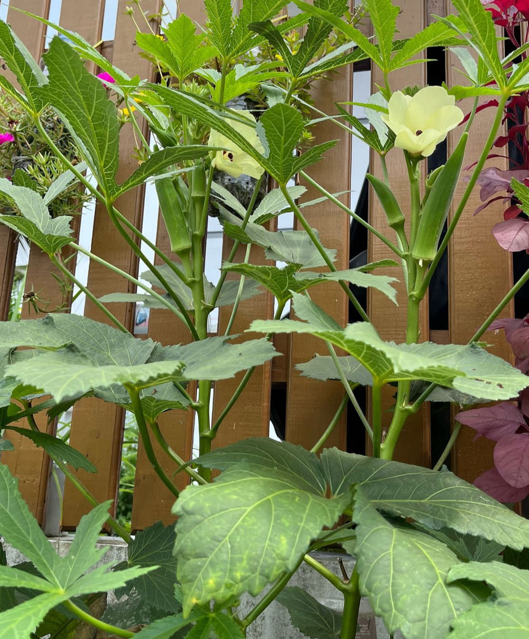 Perkins Long Pod Okra Seeds - Plant and Heal