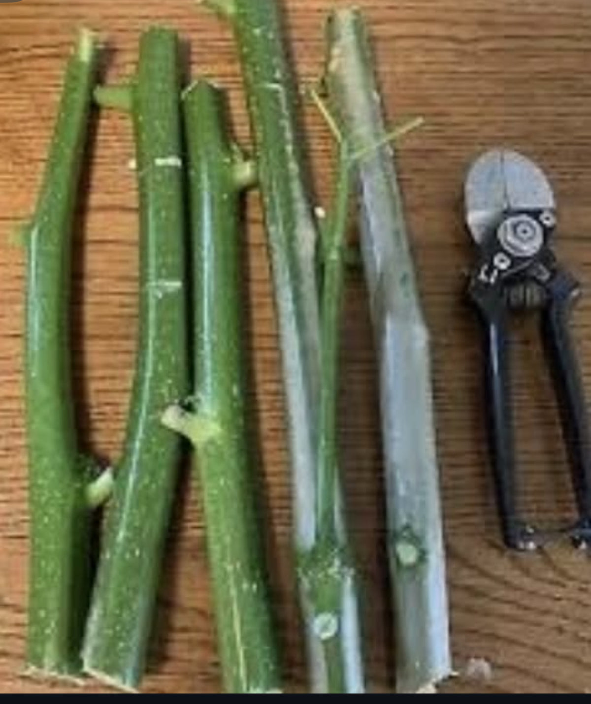Green chaya stem cuttings arranged beside pruning shears on wood.