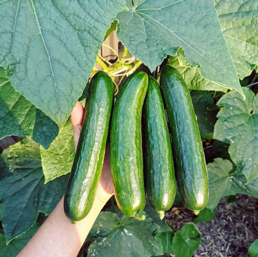 A hand holding several long green cucumbers among cucumber leaves.
