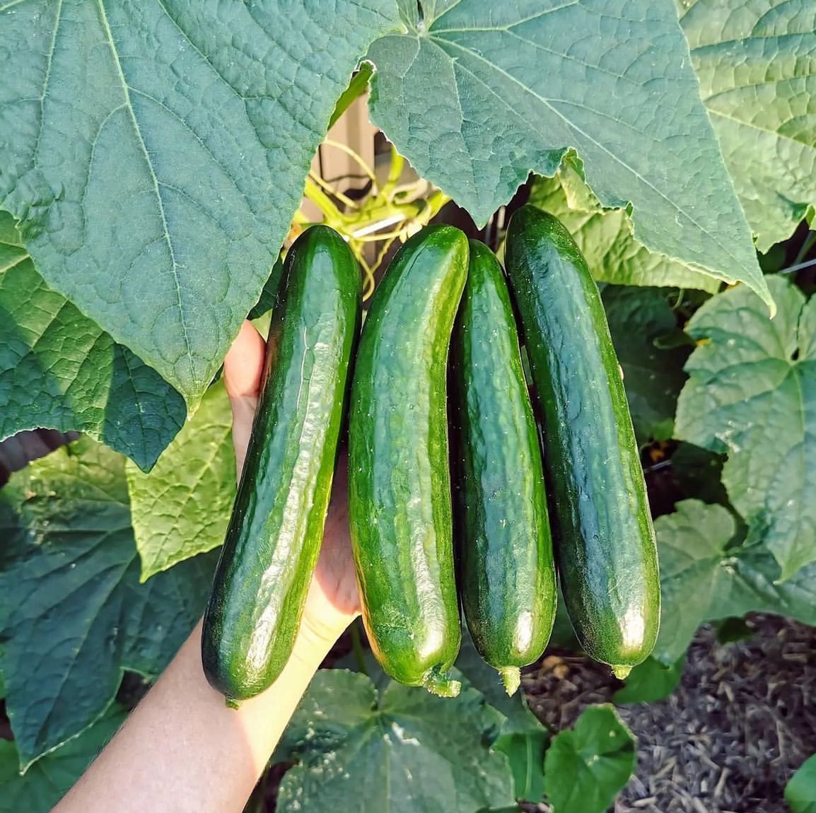 A hand holding several long green cucumbers among cucumber leaves.