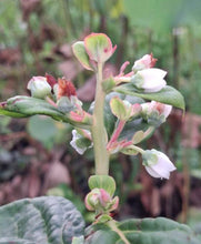Load image into Gallery viewer, Close-up of a plant with green leaves and white flowers against a blurred natural background
