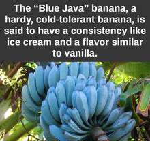 Cargar imagen en el visor de la galería, Blue Java Live Banana Plant - Plant and Heal
